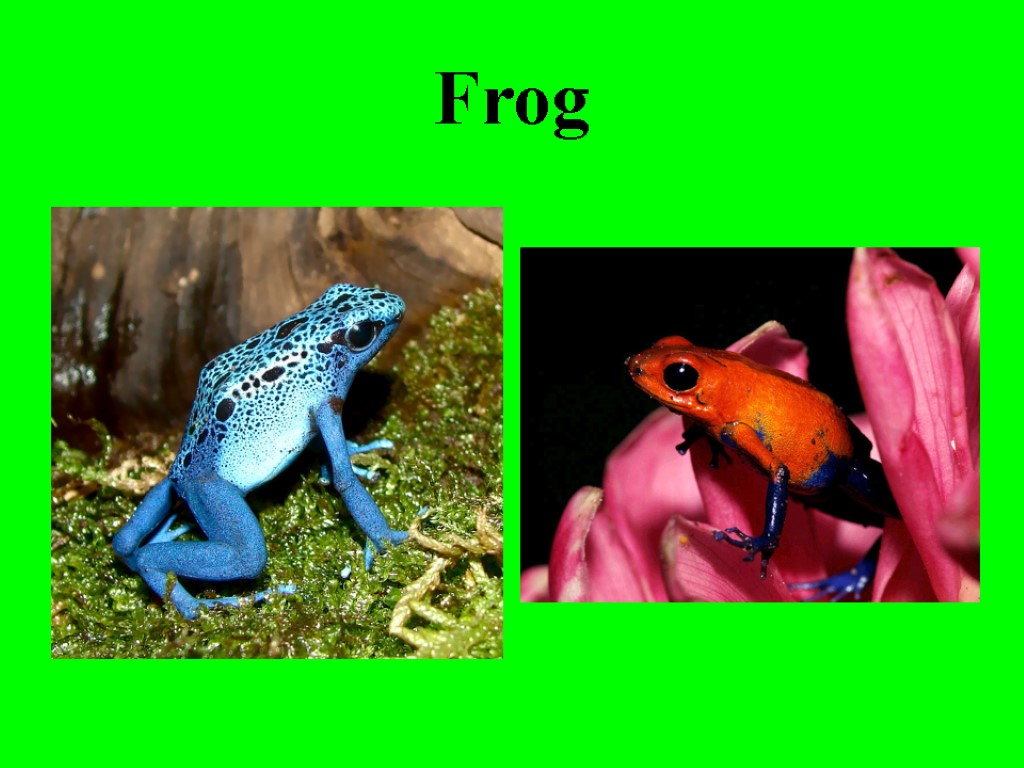 Frog